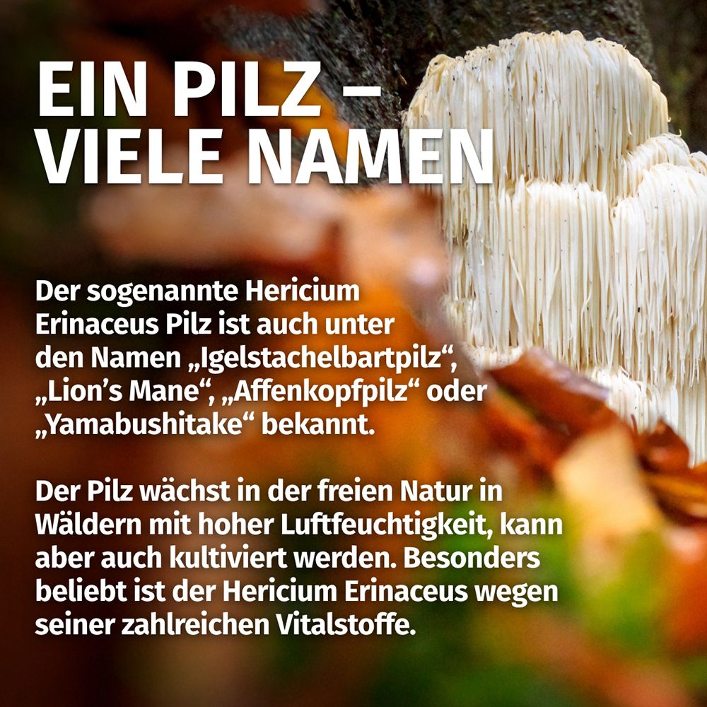 Nahaufnahme eines Igelstachelbartpilzes (Hericium Erinaceus). "Ein Pilz - Viele Namen".
