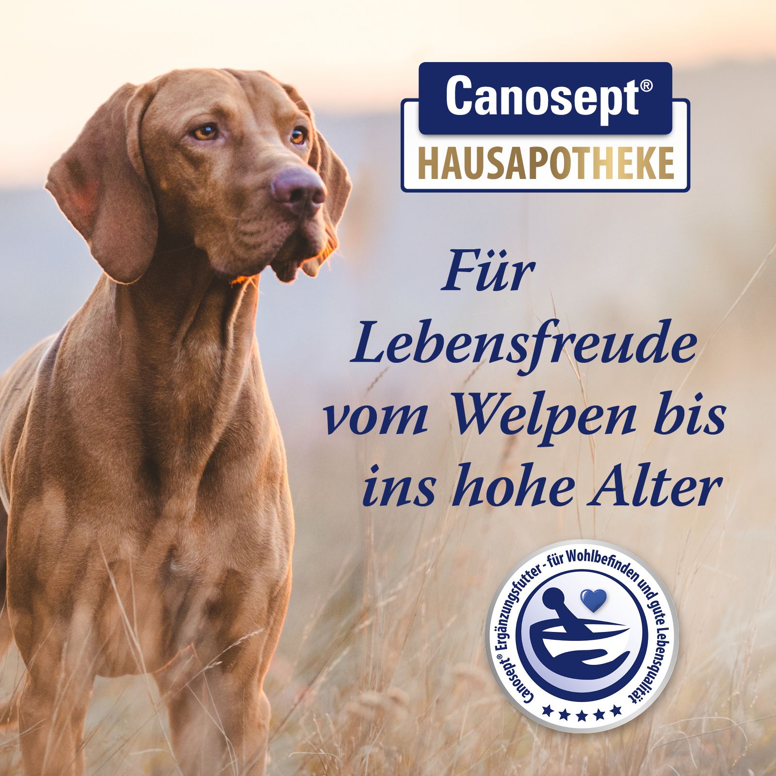 Canosept® Darmflora Tabletten