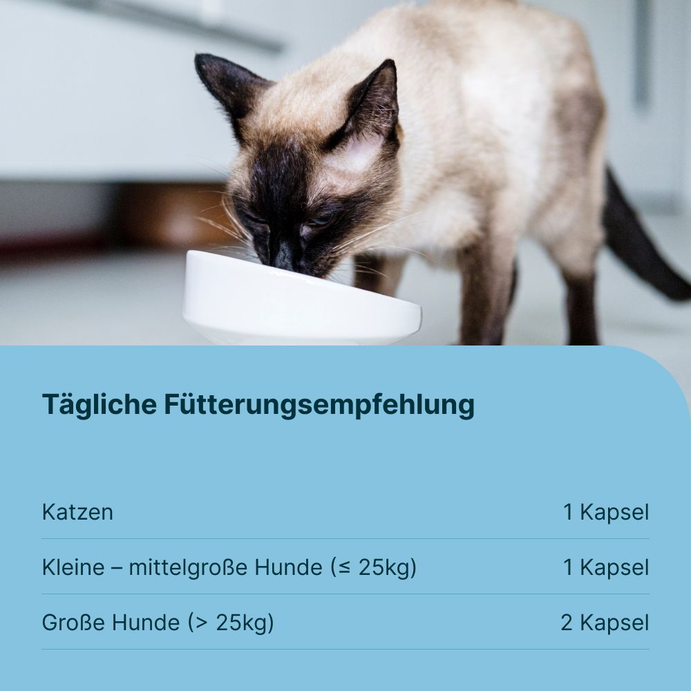 Gasteel® Vet Kapseln zur Unterstützung der Darmfunktion
