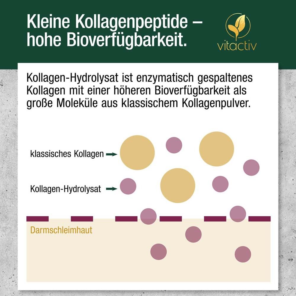 Graphique : Peptides de collagène et intestin. Texte : Petits peptides de collagène – haute biodisponibilité. Logo : Vitactiv.