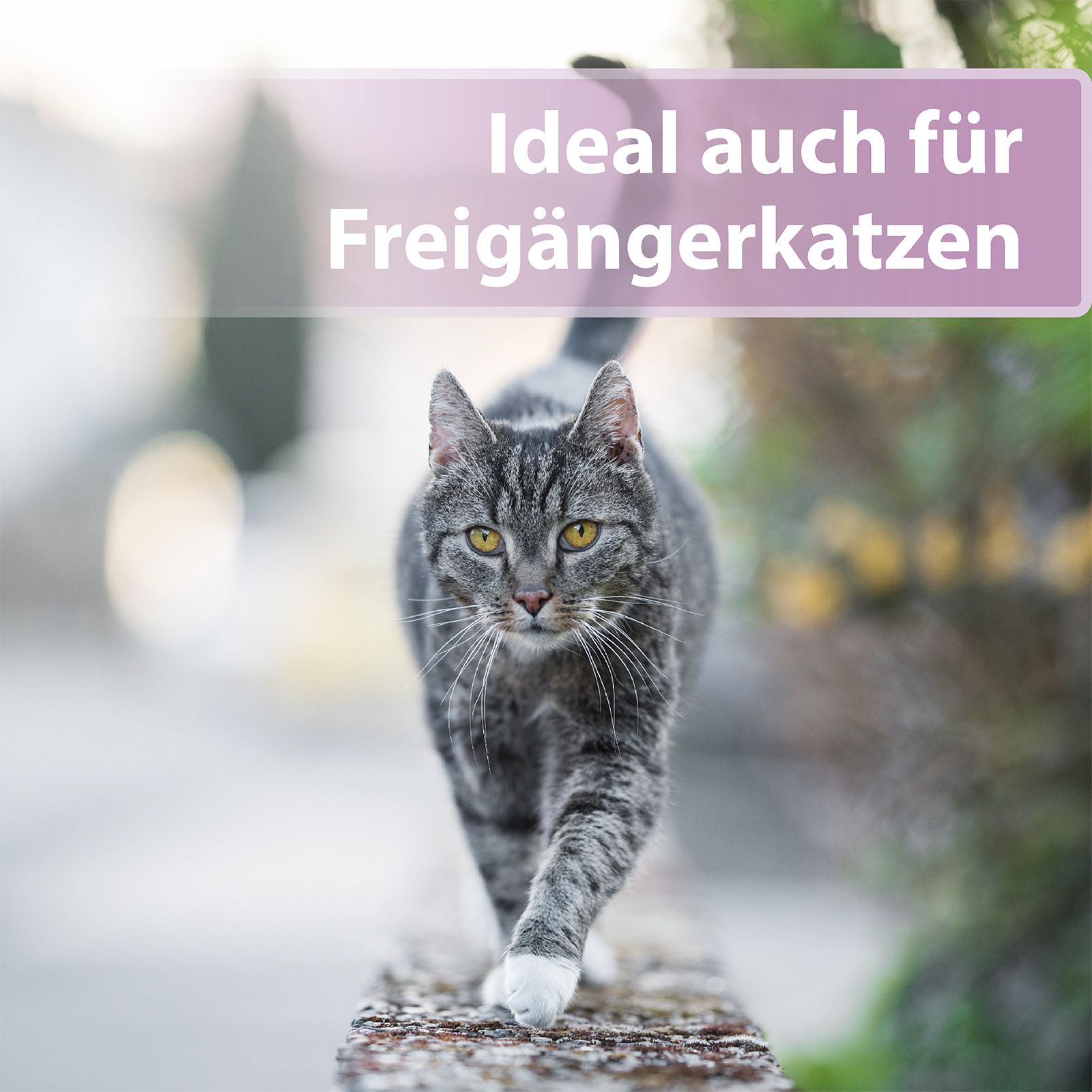 Grau getigerte Katze geht auf Mauer. Text: Ideal auch für Freigängerkatzen.