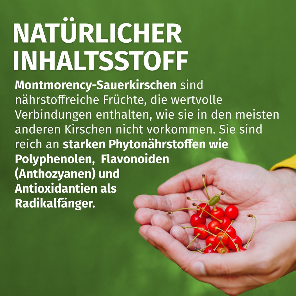 Hände halten frische Montmorency-Sauerkirschen, die als natürlicher Inhaltsstoff hervorgehoben werden.