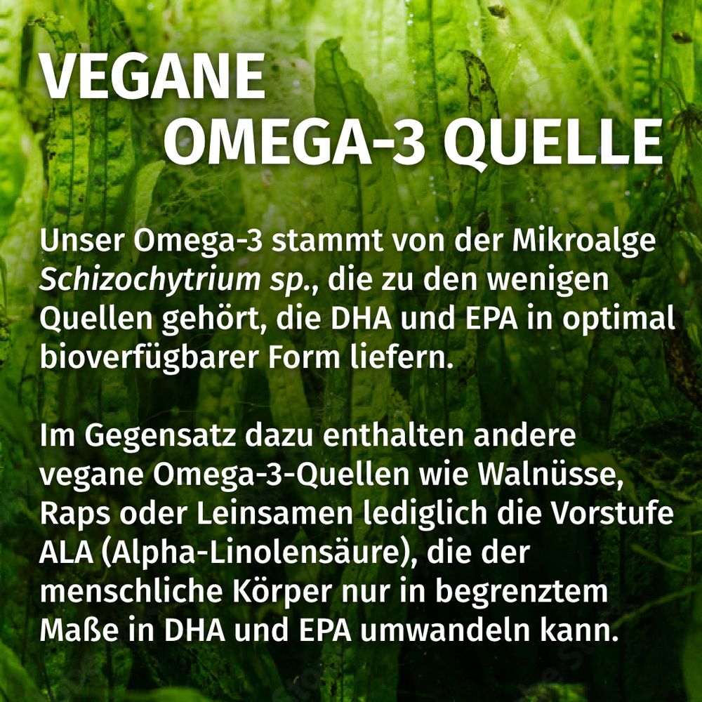 Vegane Omega-3 Quelle: Algenöl von Schizochytrium sp. liefert DHA und EPA.