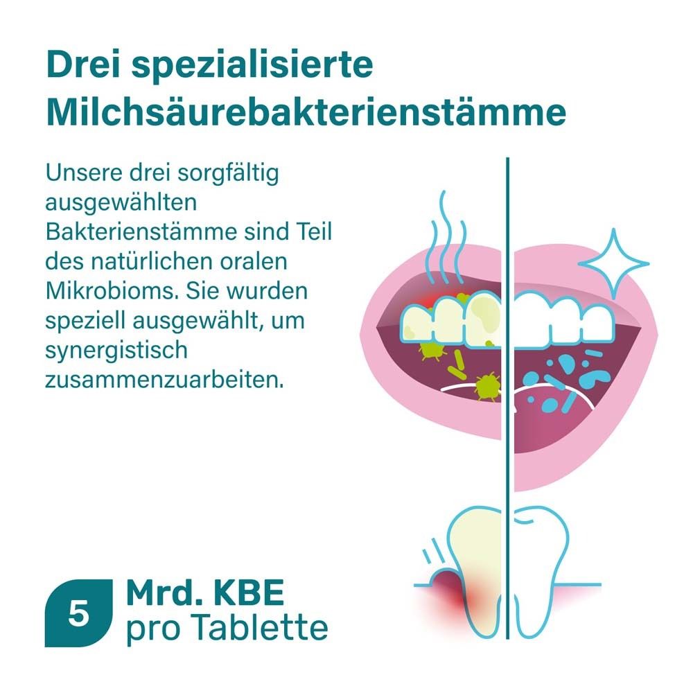Zahnmodell mit Text: 5 Mrd. KBE pro Tablette. Drei Milchsäurebakterienstämme.