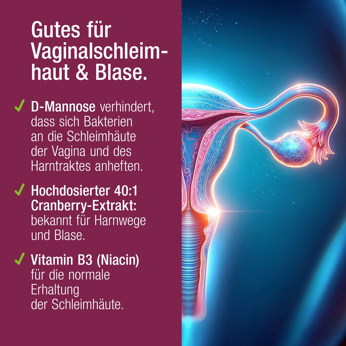 Illustration der Vagina. Text: D-Mannose, Cranberry-Extrakt, Vitamin B3. Gut für Vaginalschleimhaut & Blase.
