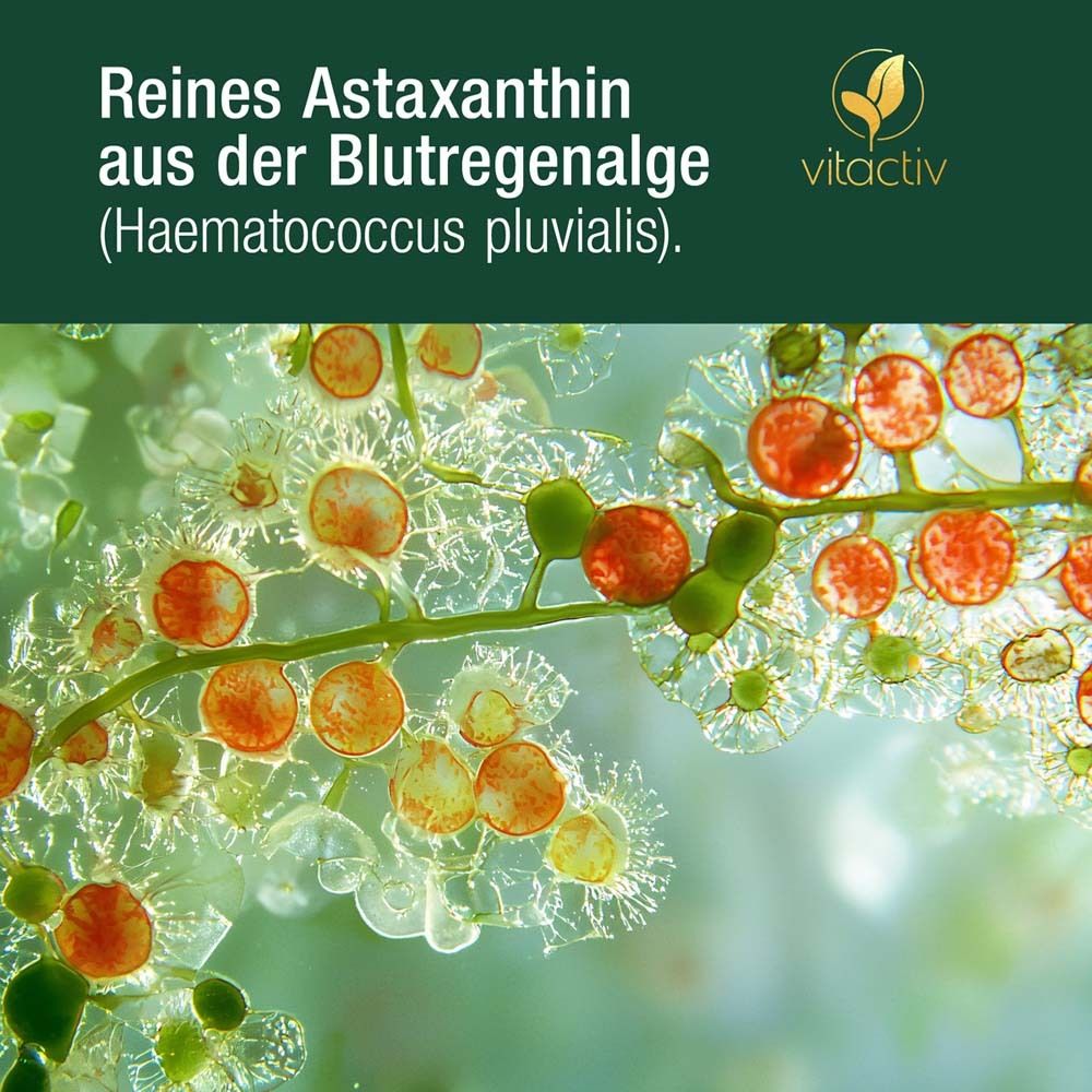 Nahaufnahme von Algen. Rote und grüne Zellen. Text: Reines Astaxanthin aus der Blutregenalge (Haematococcus pluvialis).