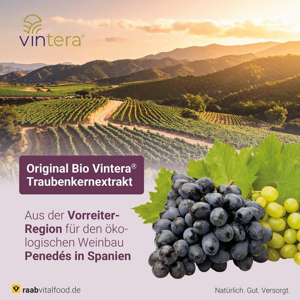 Paysage avec vignes et raisins. Texte : Original Bio Vintera Extrait de pépins de raisin. De la région Penedés en Espagne.