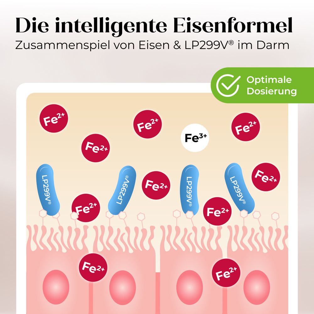 Darstellung der Eisenaufnahme im Darm. Rote und blaue Elemente. Text: Optimale Dosierung.