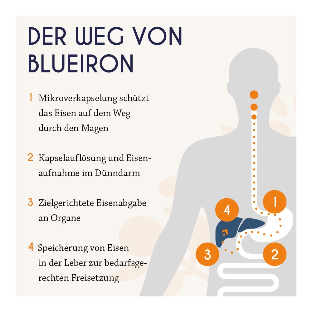 Graphique : Le parcours de Blueiron. Absorption du fer dans le corps. Organes et système digestif.
