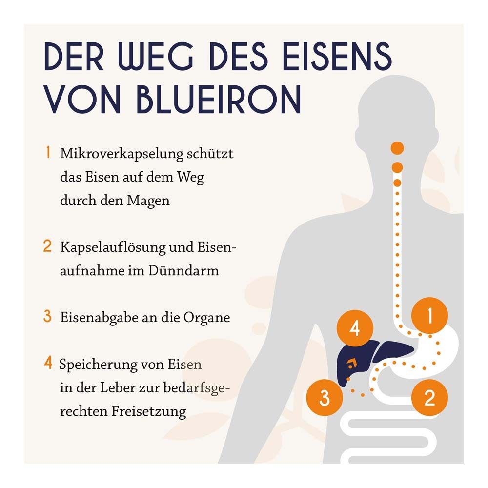 Graphique : Le parcours du fer de Blueiron. Micro-encapsulation, absorption dans l'intestin grêle, livraison aux organes, stockage dans le foie.