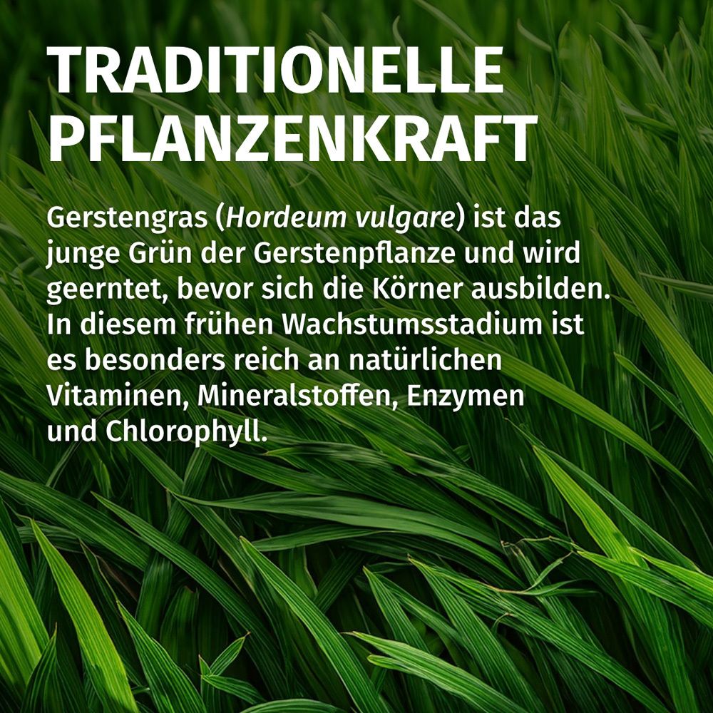Nahaufnahme von Gerstengras. Text: Traditionelle Pflanzenkraft. Gerstengras ist junges Grün der Gerstenpflanze. Reich an Vitaminen.