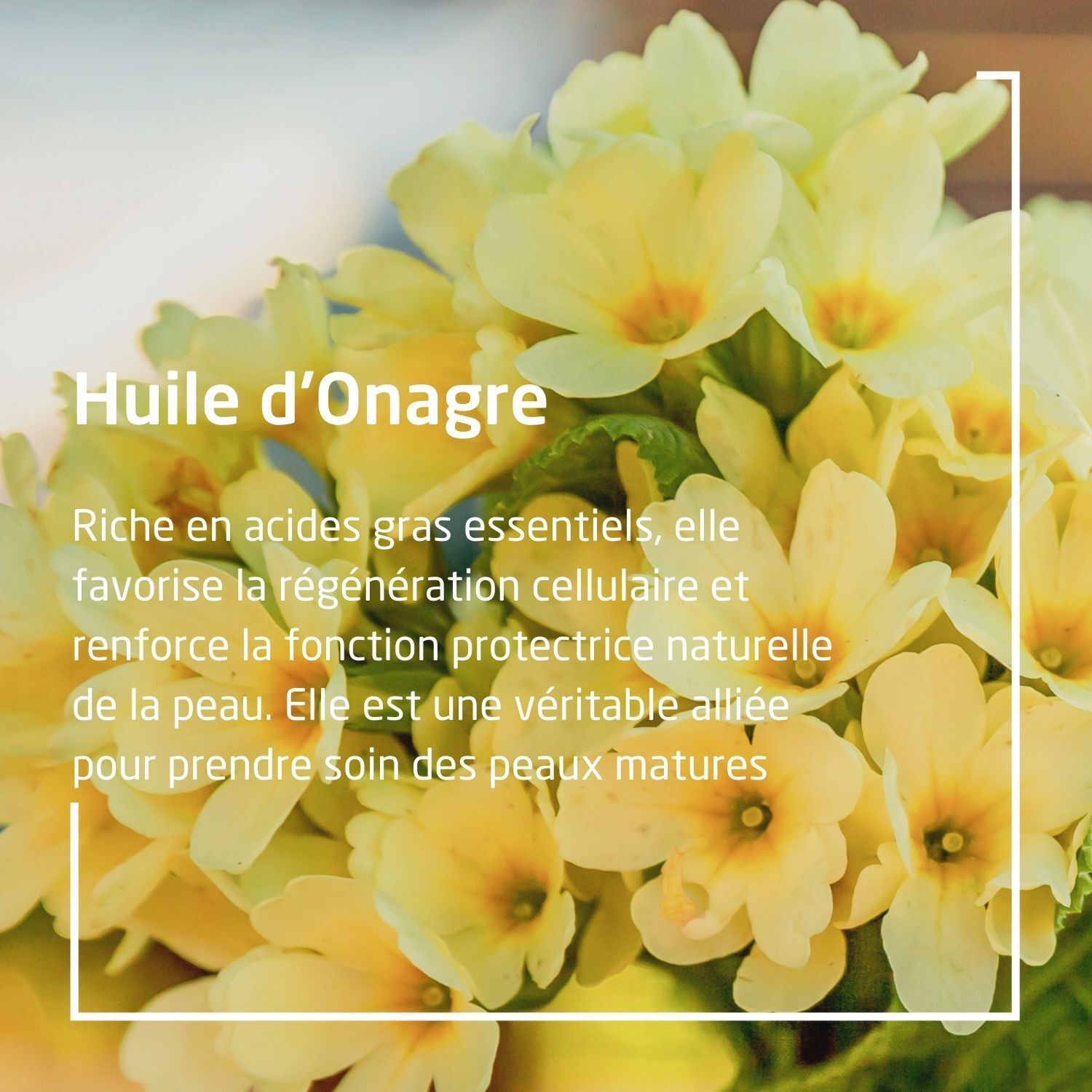 Weleda Onagre Crème de Nuit redensifiante à l'Onagre bio