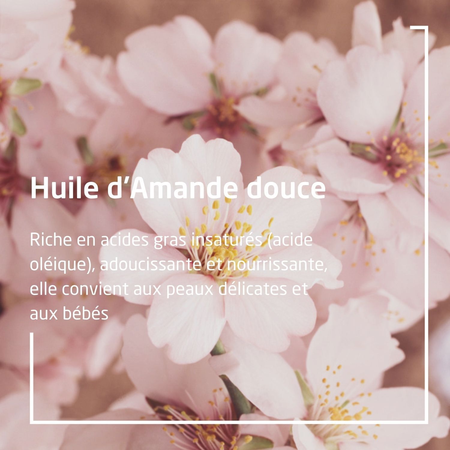 Weleda Maternité Huile de massage Allaitement - flacon 50 ml
