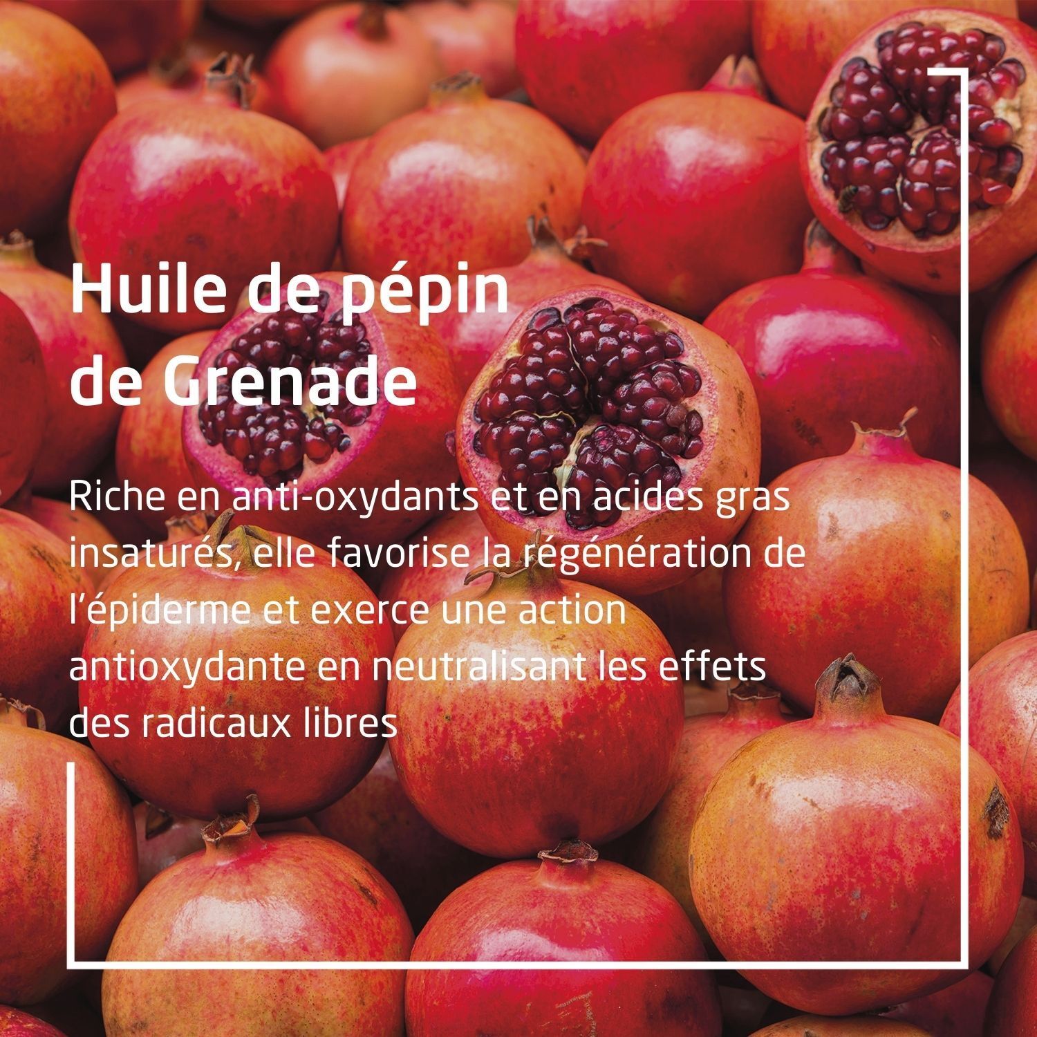 Weleda Grenade Contour des Yeux raffermissant