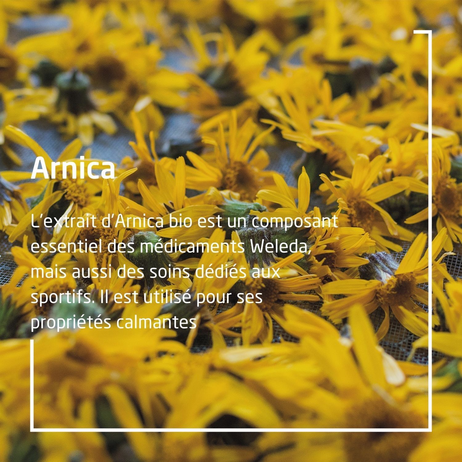 Weleda Arnica Sportliches Erholungsbad