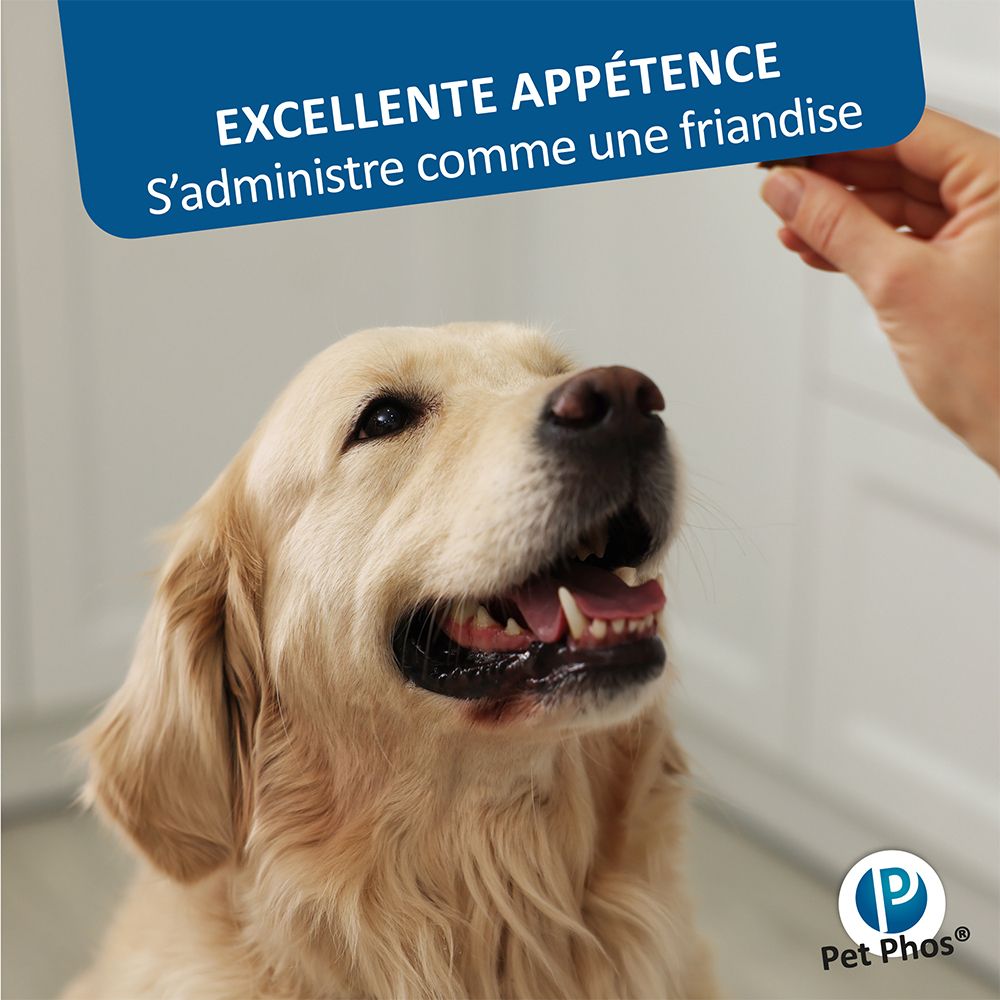 Golden Retriever regardant vers le haut. Texte : « Excellente appétence ». Marque Pet Phos.
