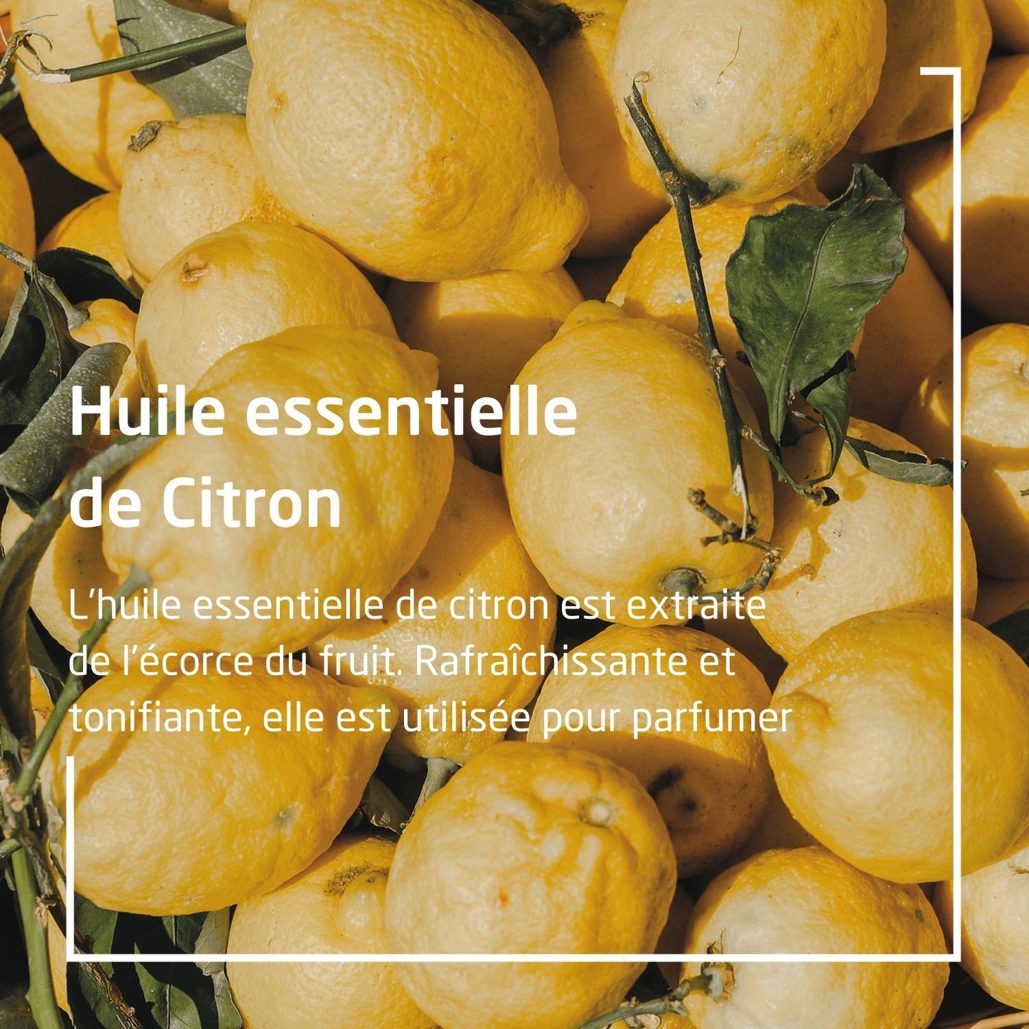 Citrons sur une table. Texte : "Huile essentielle de Citron".