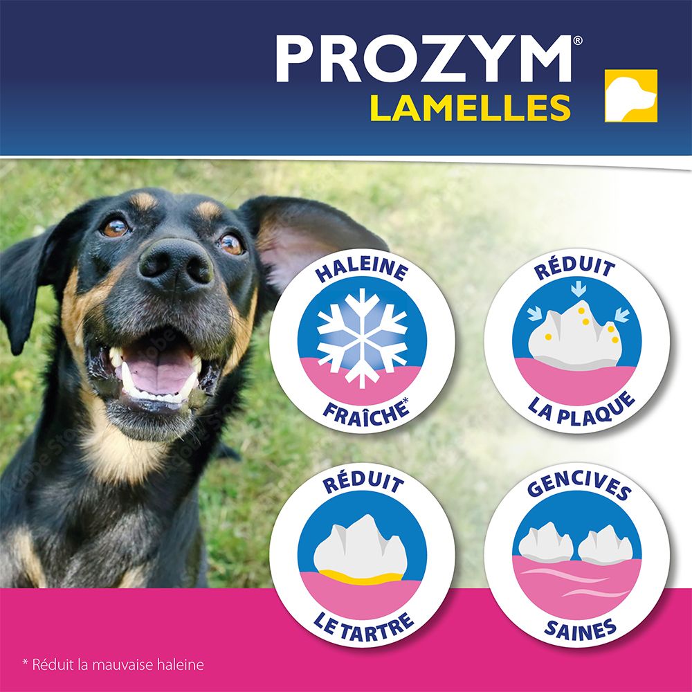 Hund mit PROZYM LAMELLES. Reduziert Mundgeruch, Plaque und Zahnstein. Fördert gesundes Zahnfleisch.