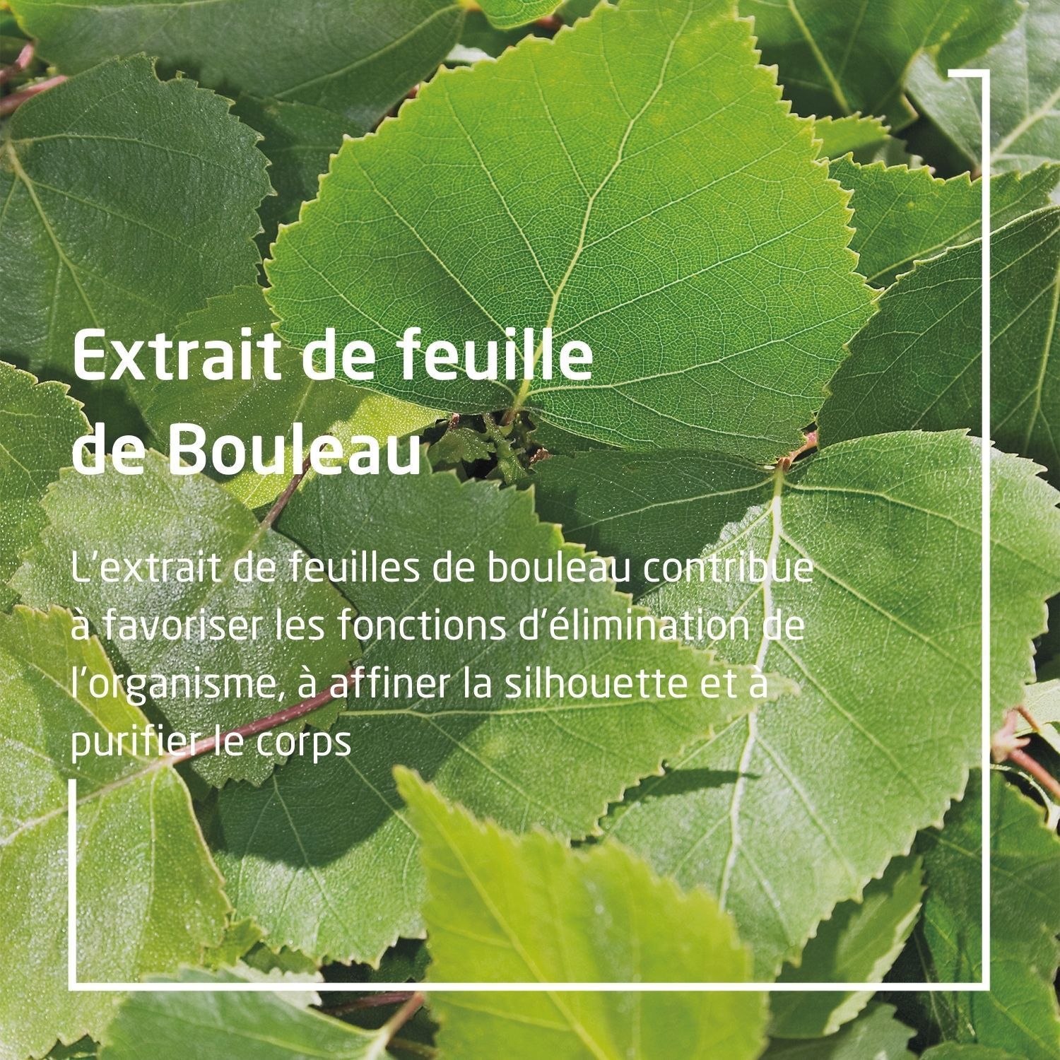WELEDA Jus de Bouleau Bio