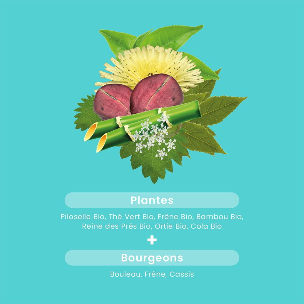 Pflanzen- und Knospen-Illustrationen. Pflanzen: Piloselle, Grüntee, Esche, Bambus, etc. Knospen: Birke, Esche, Johannisbeere.