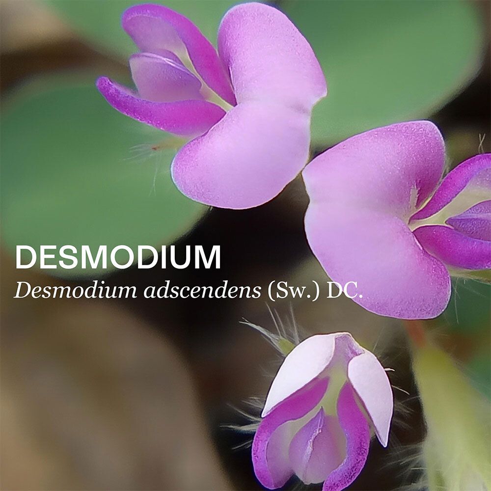 Nahaufnahme von Desmodium-Blüten. Rosa Blütenblätter mit gelben Staubgefäßen. Produktname: Desmodium.