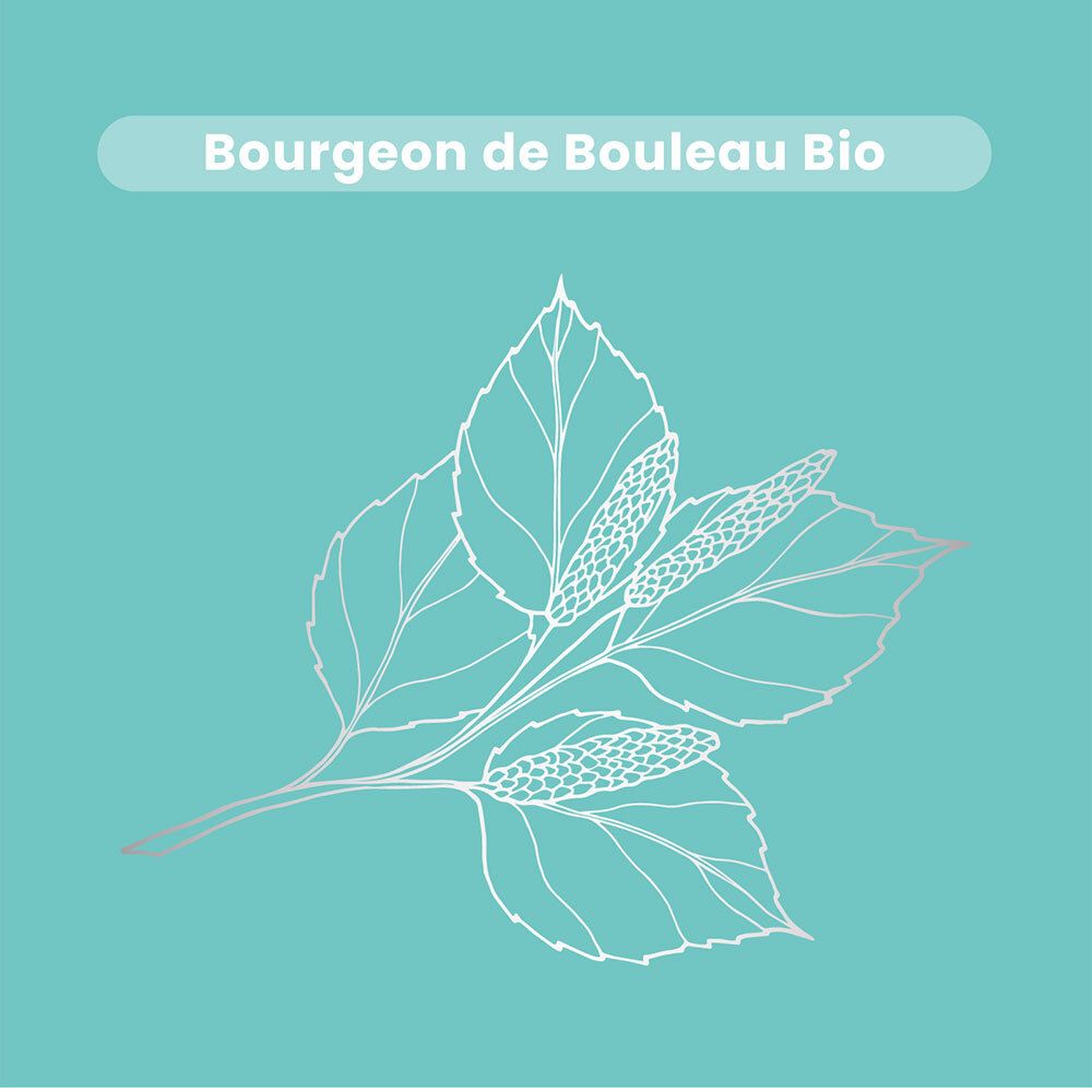Dessin d'une branche de bouleau avec feuilles et bourgeons sur fond bleu. Texte: Bourgeon de Bouleau Bio.