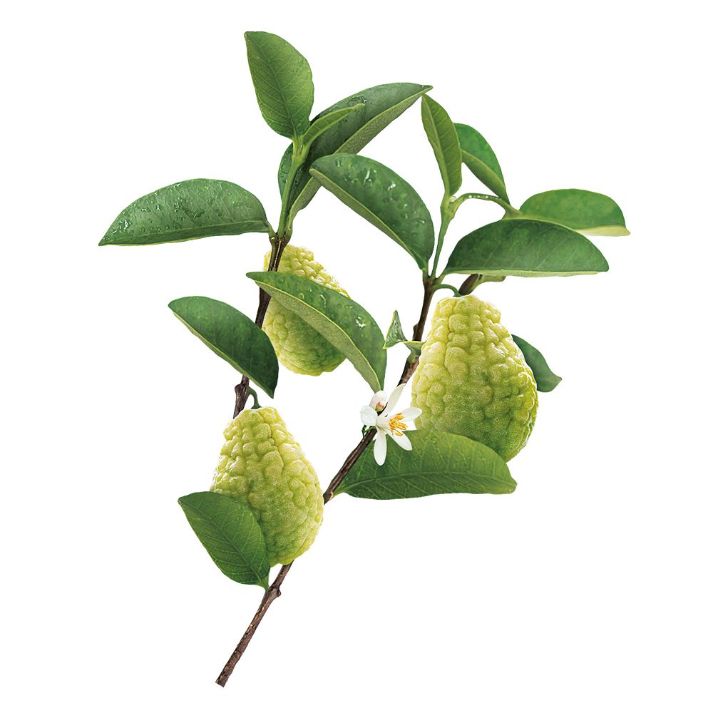 Branche avec feuilles vertes et trois fruits verts striés. Fleur blanche.