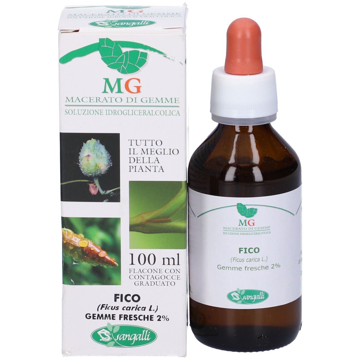 Flasche und Kartonverpackung für Ficus Glycerinmazerat, 100 ml.