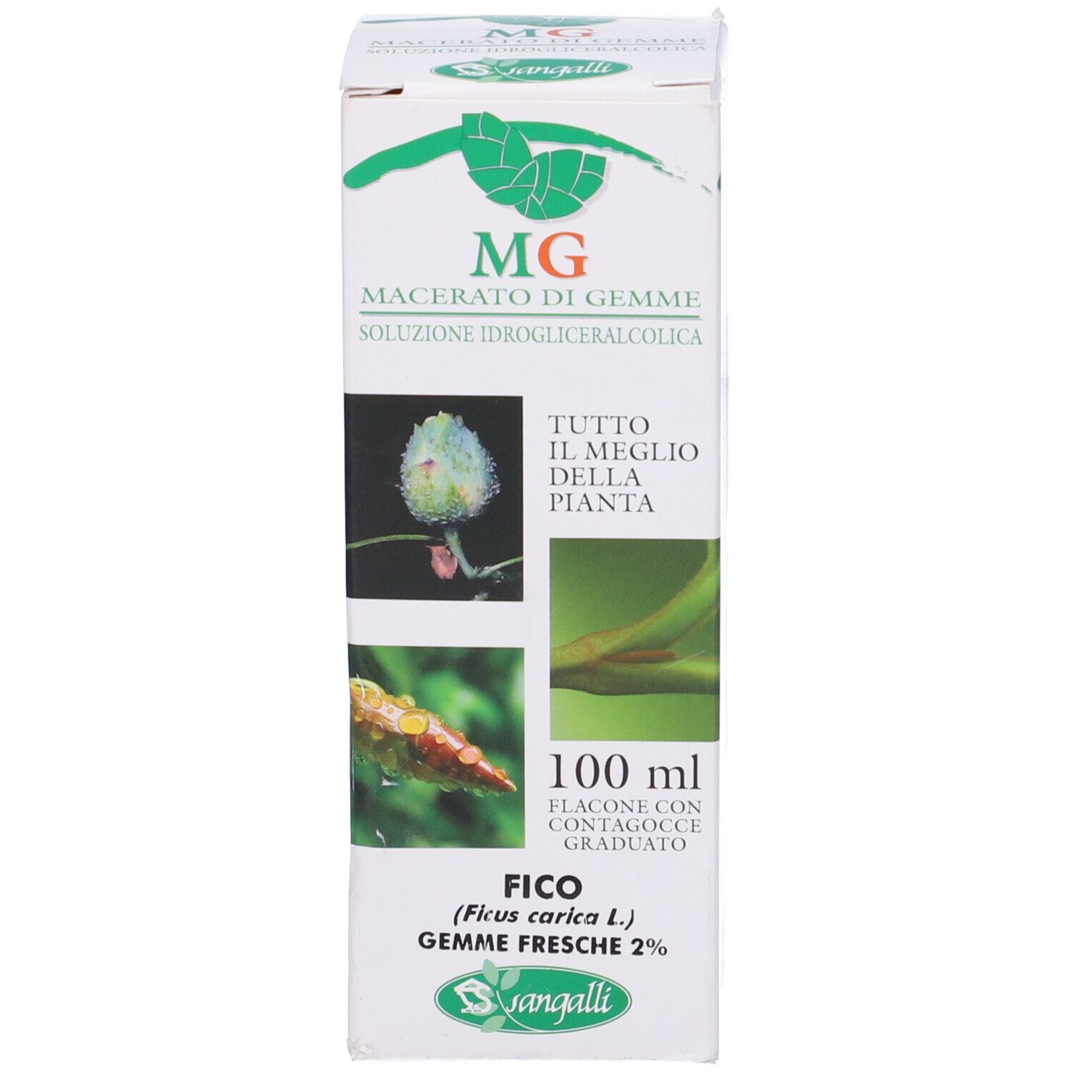 Kartonverpackung für Ficus Glycerinmazerat mit Abbildungen der Feigenpflanze.