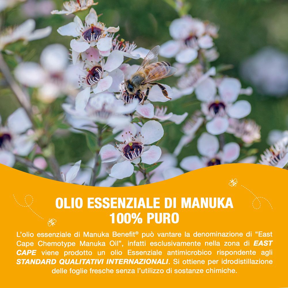 Nahaufnahme einer Manuka-Blüte mit Biene, die das Öl symbolisiert.
