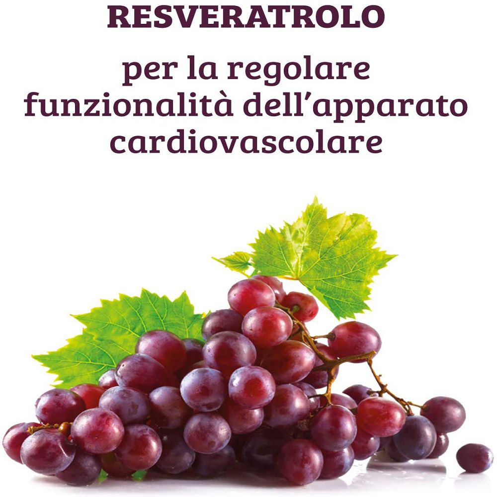 Rückseite einer Flasche mit 60 Kapseln Resveratrol PLUS, zeigt GMP-Siegel und Nährwertangaben.