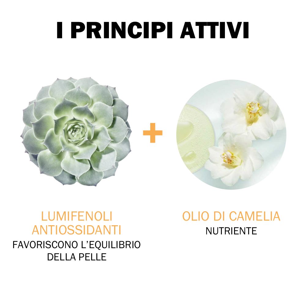 Text: I PRINCIPI ATTIVI. Abbildung: Sukkulente + Öl + Blüten. Text: Lumifenoli, Olio di Camelia.