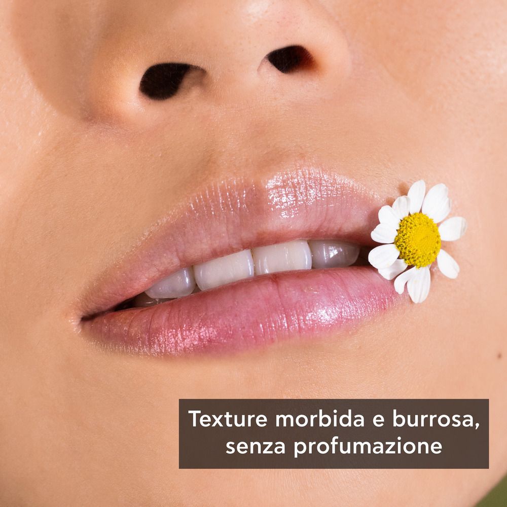 Nahaufnahme von Lippen. Lippen glänzend, mit Kamillenblüte. Text: Weiche und cremige Textur, ohne Duft.