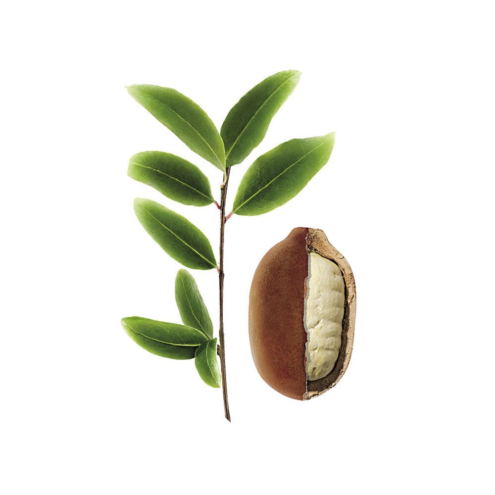 Branche avec feuilles vertes et fruit de Cupuaçu coupé. Fruit marron, intérieur blanc. Fond blanc.