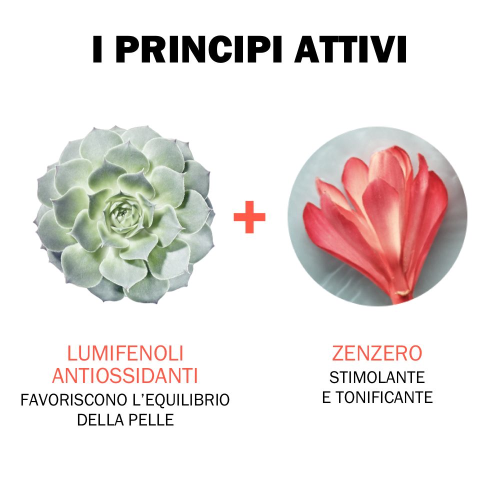 Texte : 'I PRINCIPI ATTIVI'. Illustration de Lumifenoli et Gingembre. Texte : 'ANTIOSSIDANTI' et 'STIMOLANTE E TONIFICANTE'.