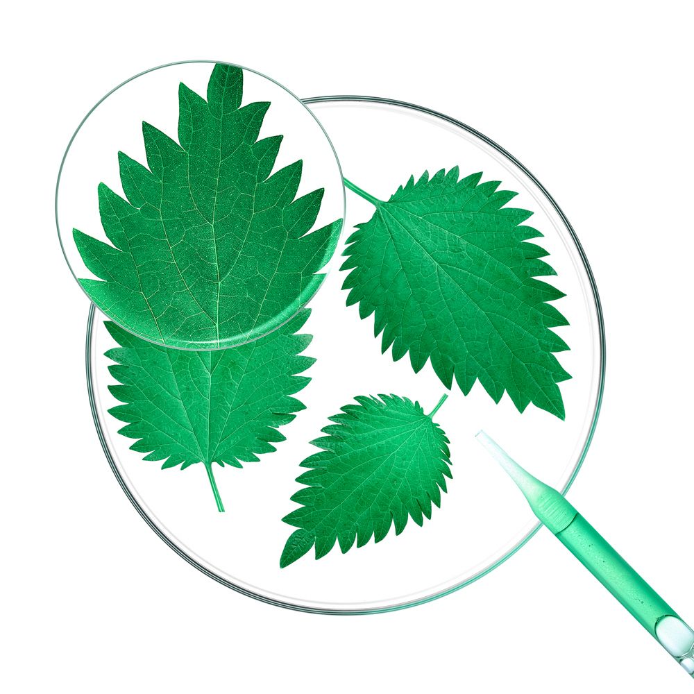 Feuilles d'ortie sous loupe dans une boîte de Pétri. Pipette à côté. Représentation scientifique.