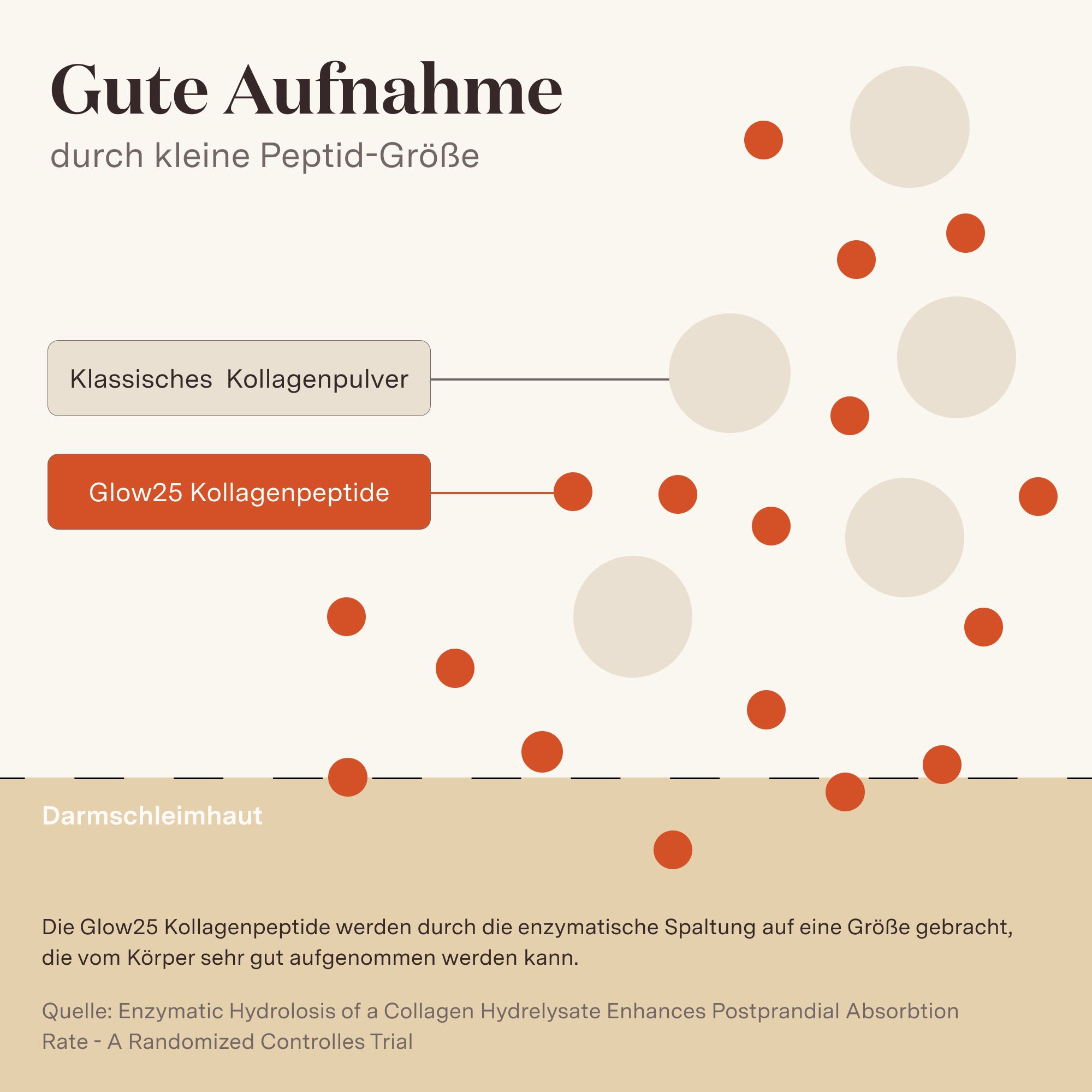 Grafik mit Glow25 Kollagenpeptiden und klassischem Kollagenpulver. Rote Punkte und Text.