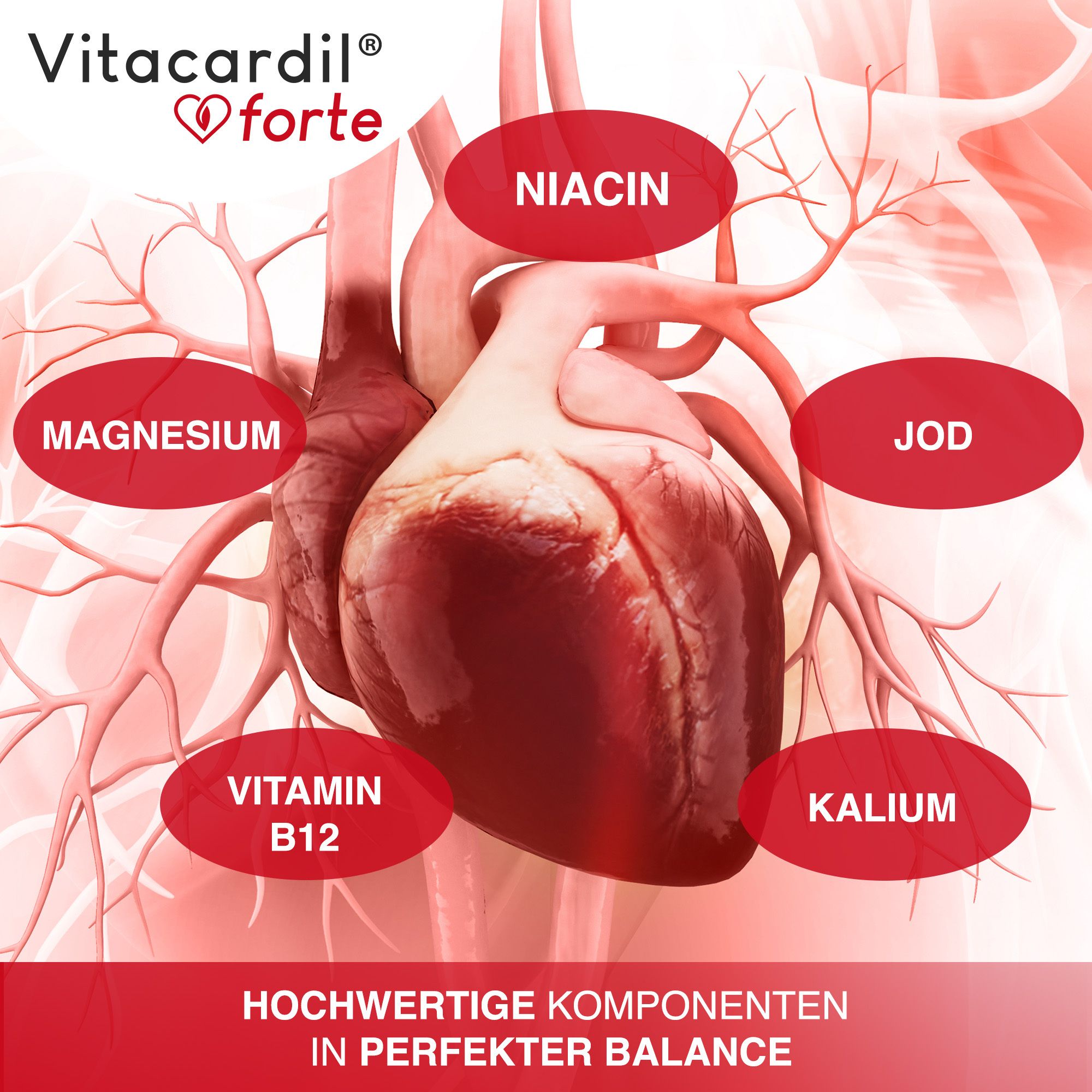 Un cœur avec des nutriments mis en évidence : niacine, magnésium, vitamine B12, iode et potassium. Le produit est Vitacardil® forte.