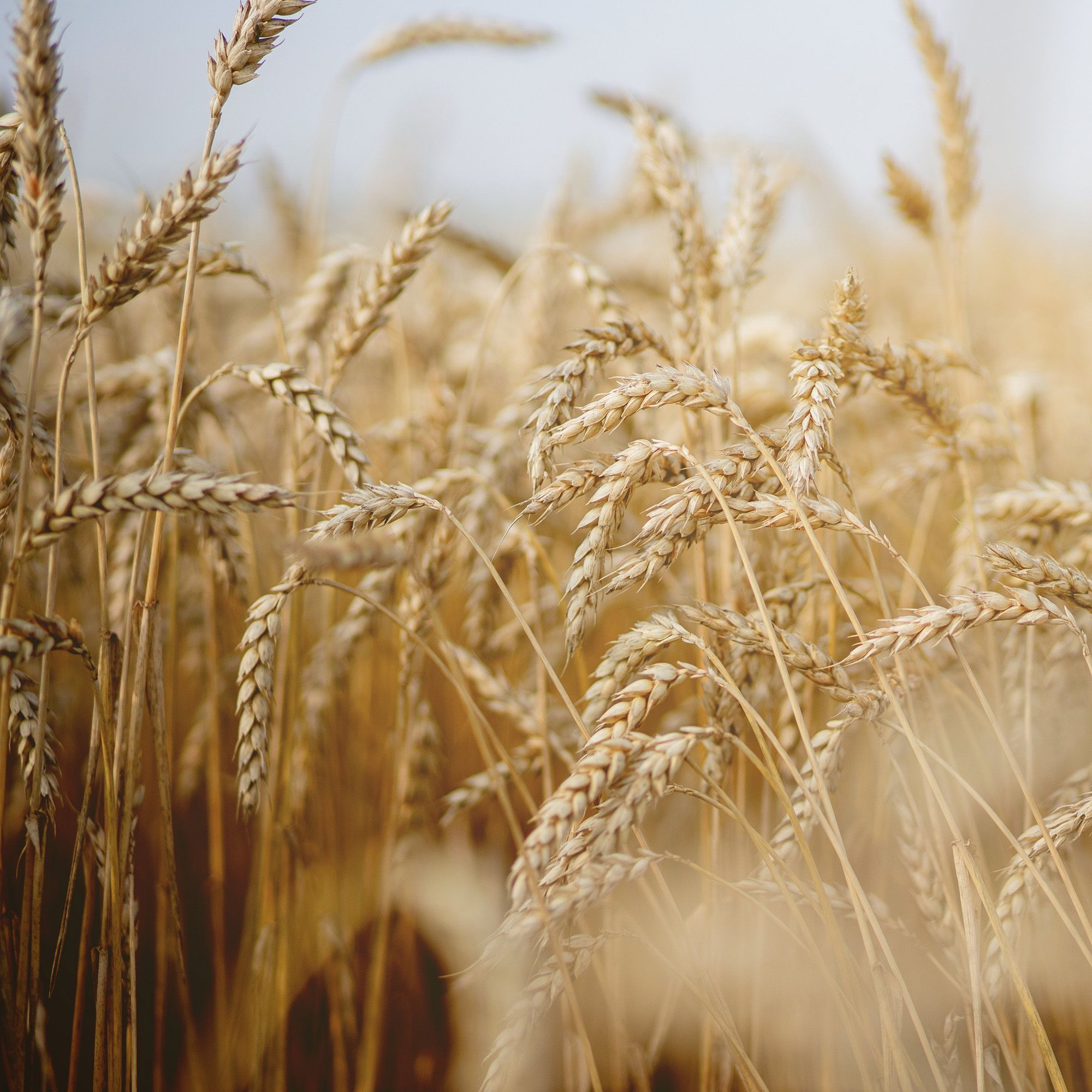 RAUSCH Shampooing nutritif au germe de blé