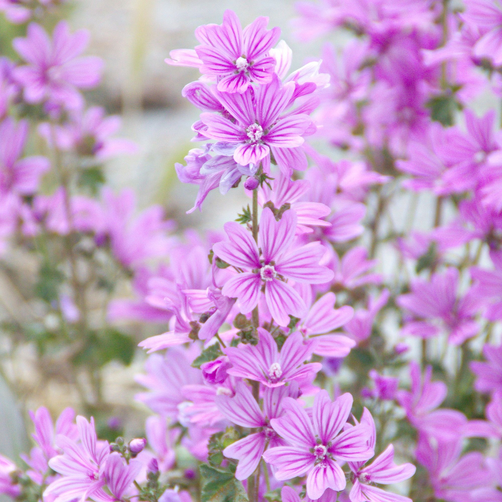 Gros plan sur des fleurs de mauve roses. Plusieurs fleurs sur une tige, arrière-plan flou.